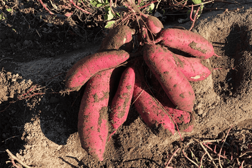 とれたてのさつまいも