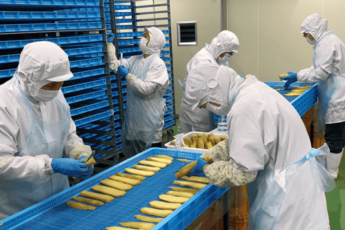 さつまいも工場の様子