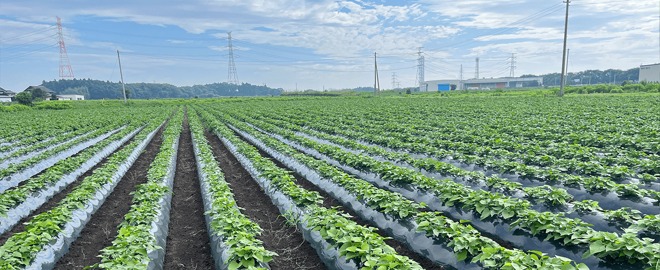 さつまいも畑