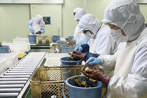 さつまいも加工室